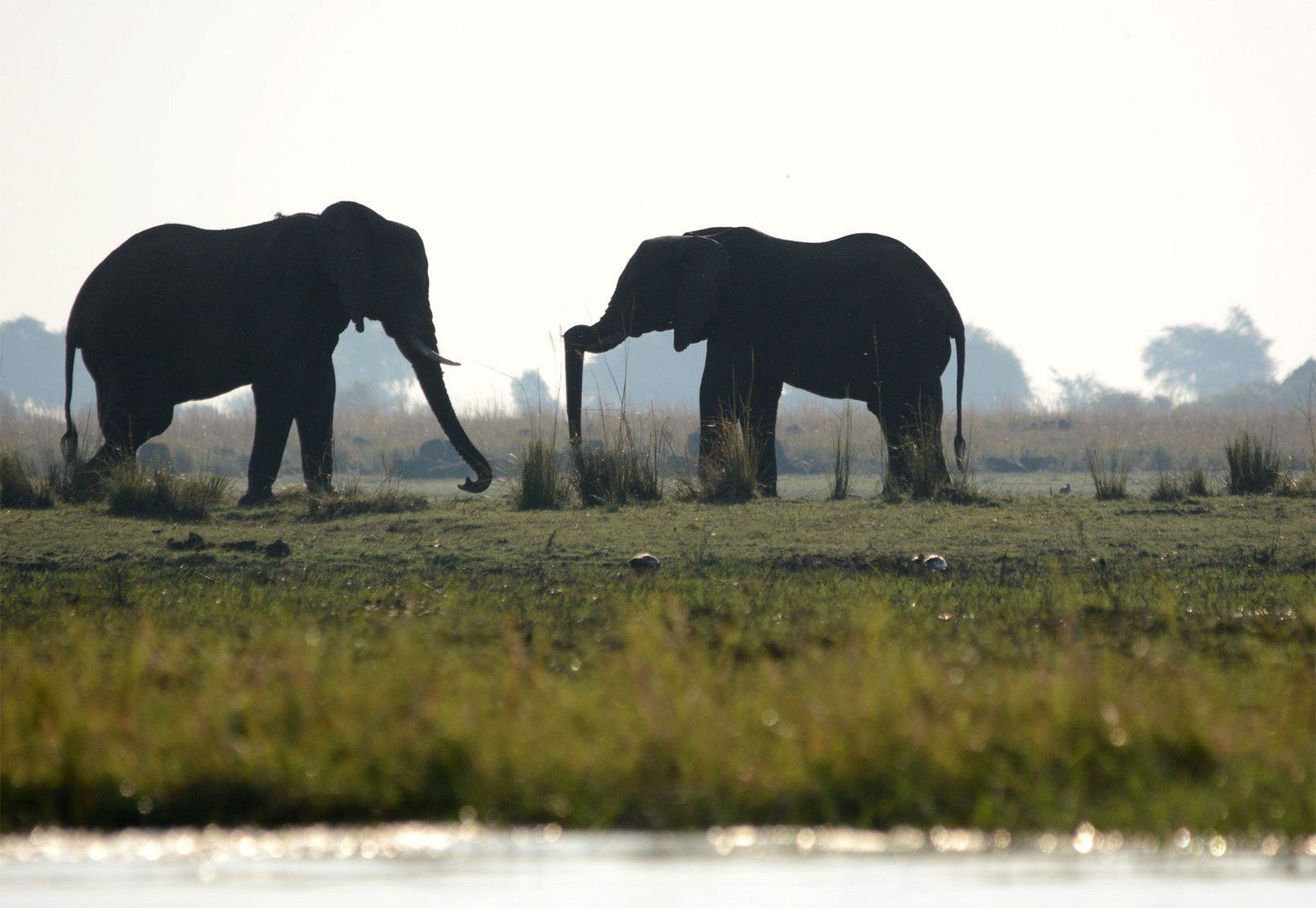 Elefant mit Knick im Rüssel !