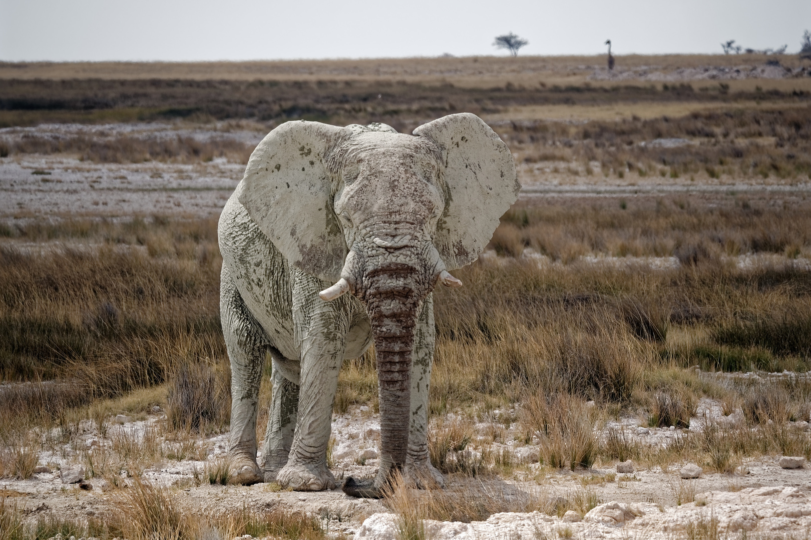 Elefant mit Kruste :-)