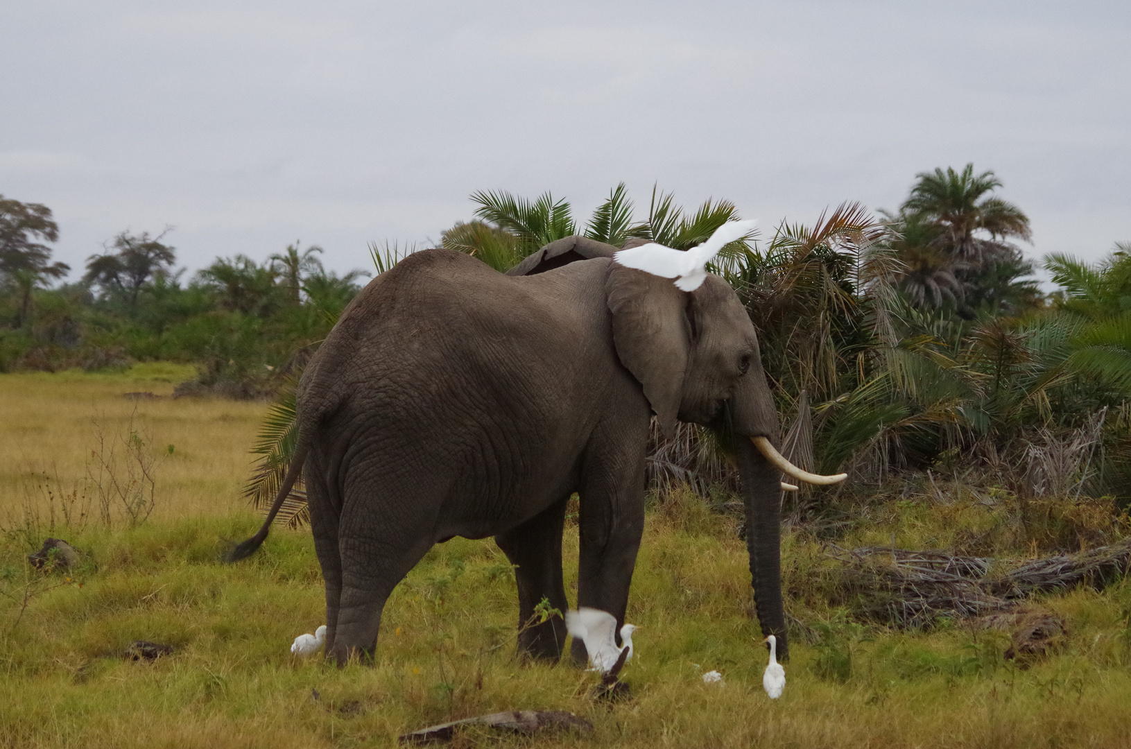 Elefant mit Kuhreiter