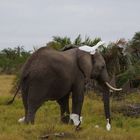 Elefant mit Kuhreiter