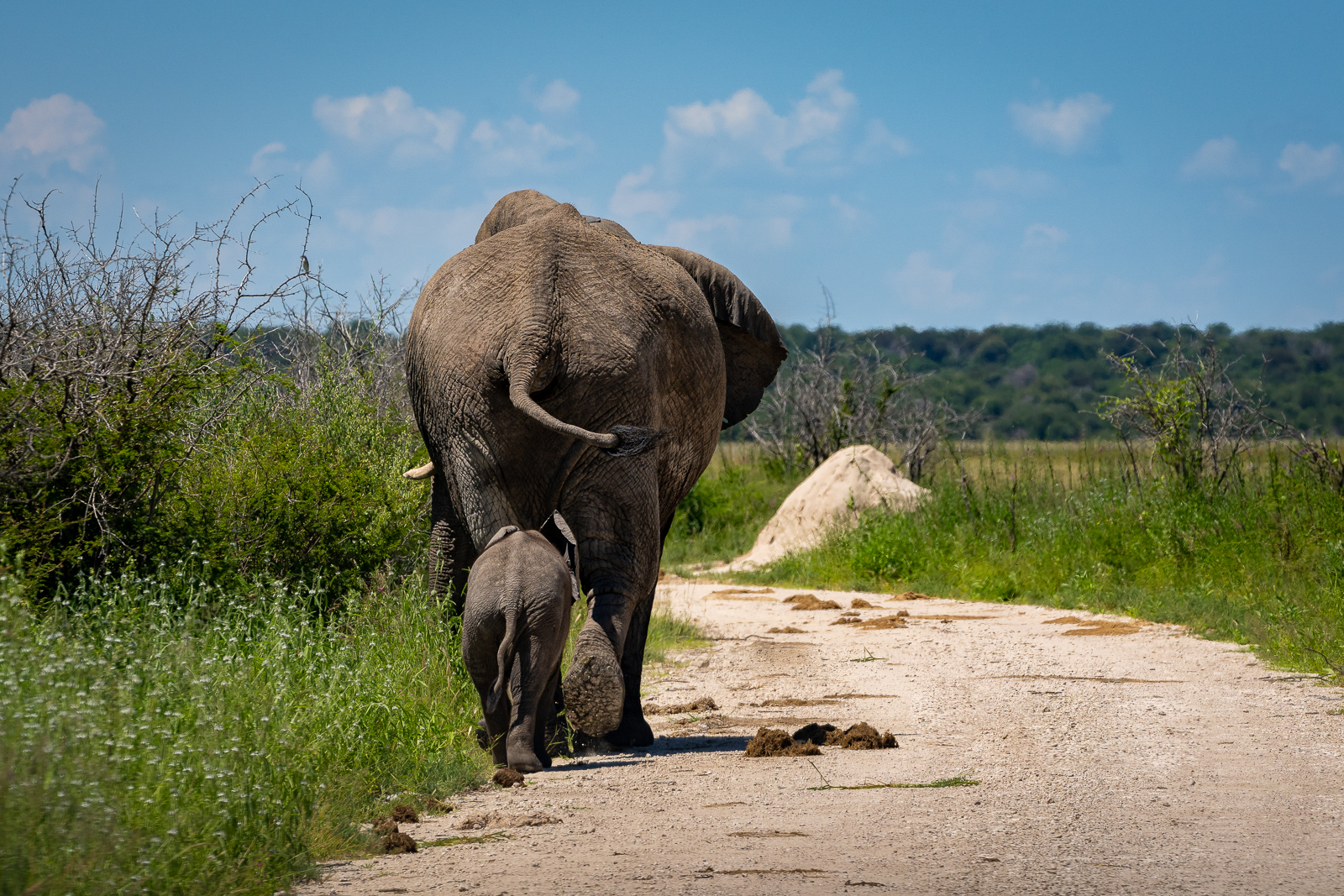 Elefant mit Nachwuchs im Etosha NP