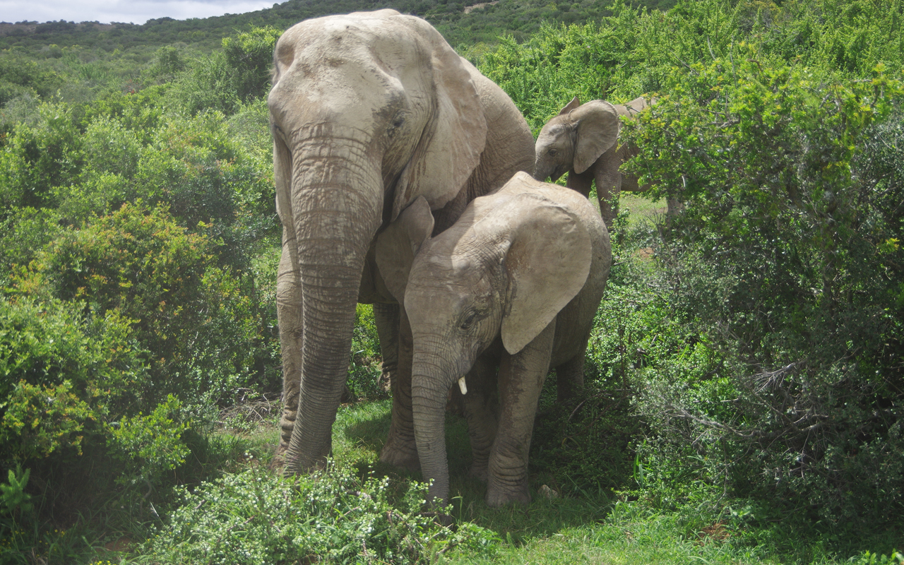 Elefant mit Nachwuchs nach Schlammbad