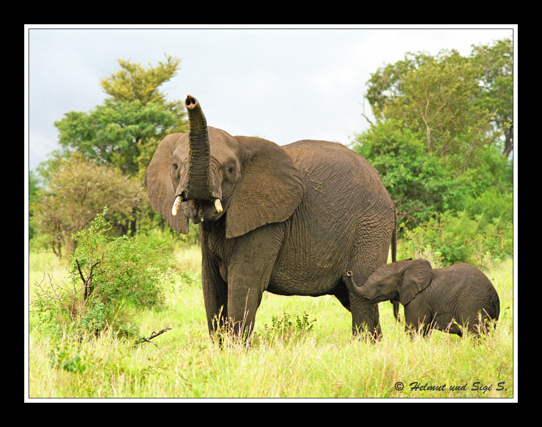 Elefant mit Nachwuchs, Südafrika