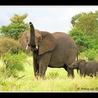 Elefant mit Nachwuchs, Südafrika