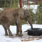 Elefant mit Reifen -1- 