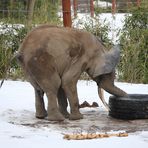 Elefant  mit Reifen -2-