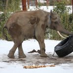 Elefant mit Reifen -5-