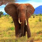Elefant mit rießigem Pim...mel ;-)