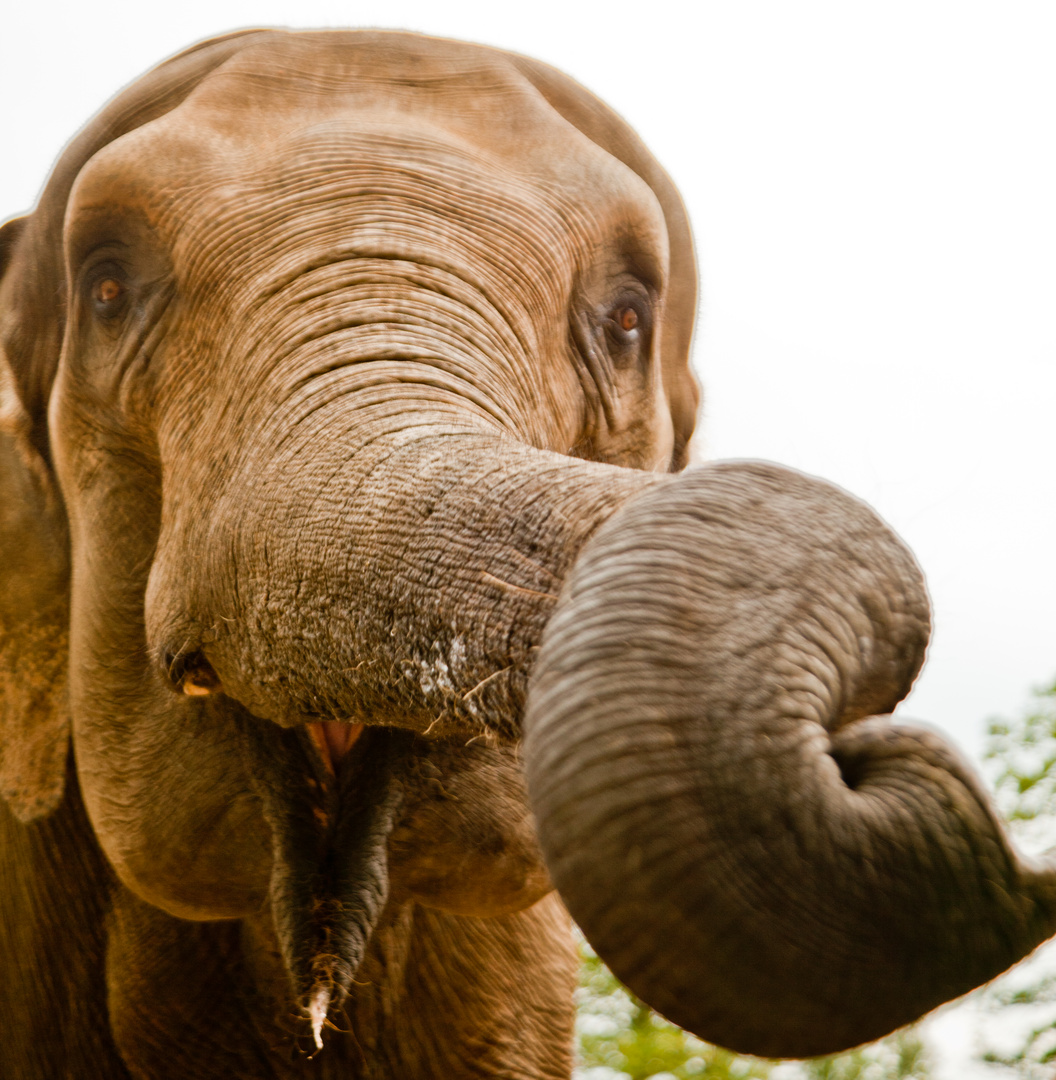 ELEFANT MIT RINGELRÜSSEL