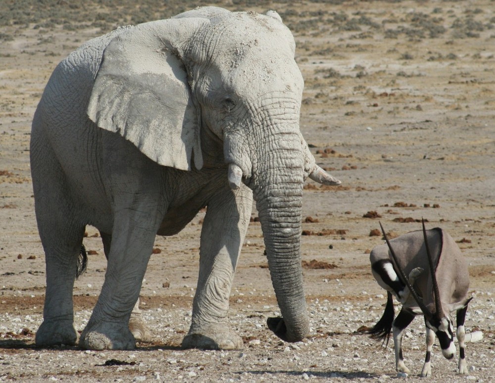 Elefant mit Spiessbock (Oryx)
