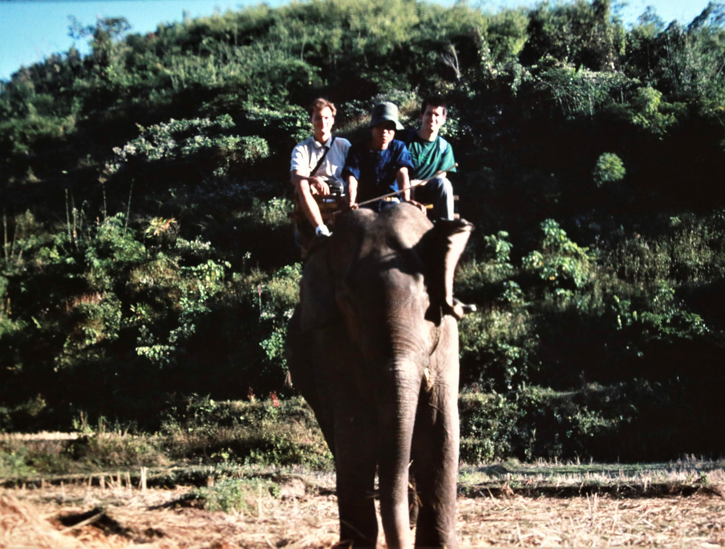 Elefant mit Touristen Thailand