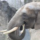 Elefant mit Zahnstocher