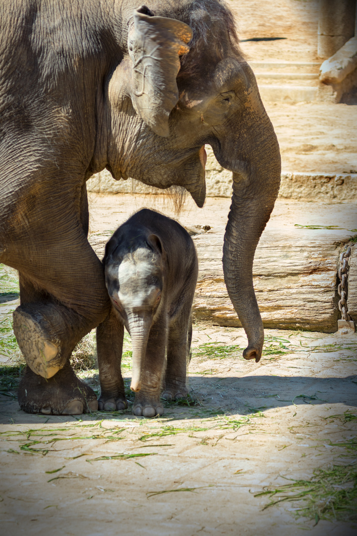 Elefant Mutter und Kind