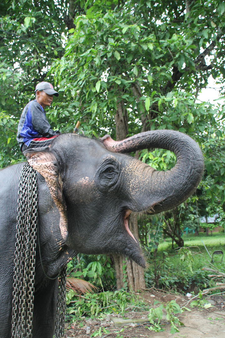 Elefant nach dem morgentlichen Bade, Nähe Pai, Nordthailand