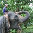 Elefant nach dem morgentlichen Bade, Nähe Pai, Nordthailand