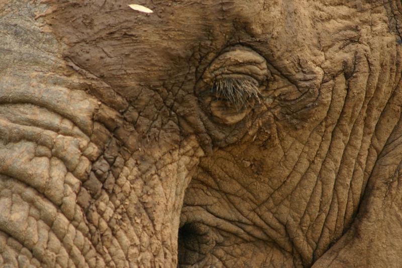 Elefant nach einem Schlammbad