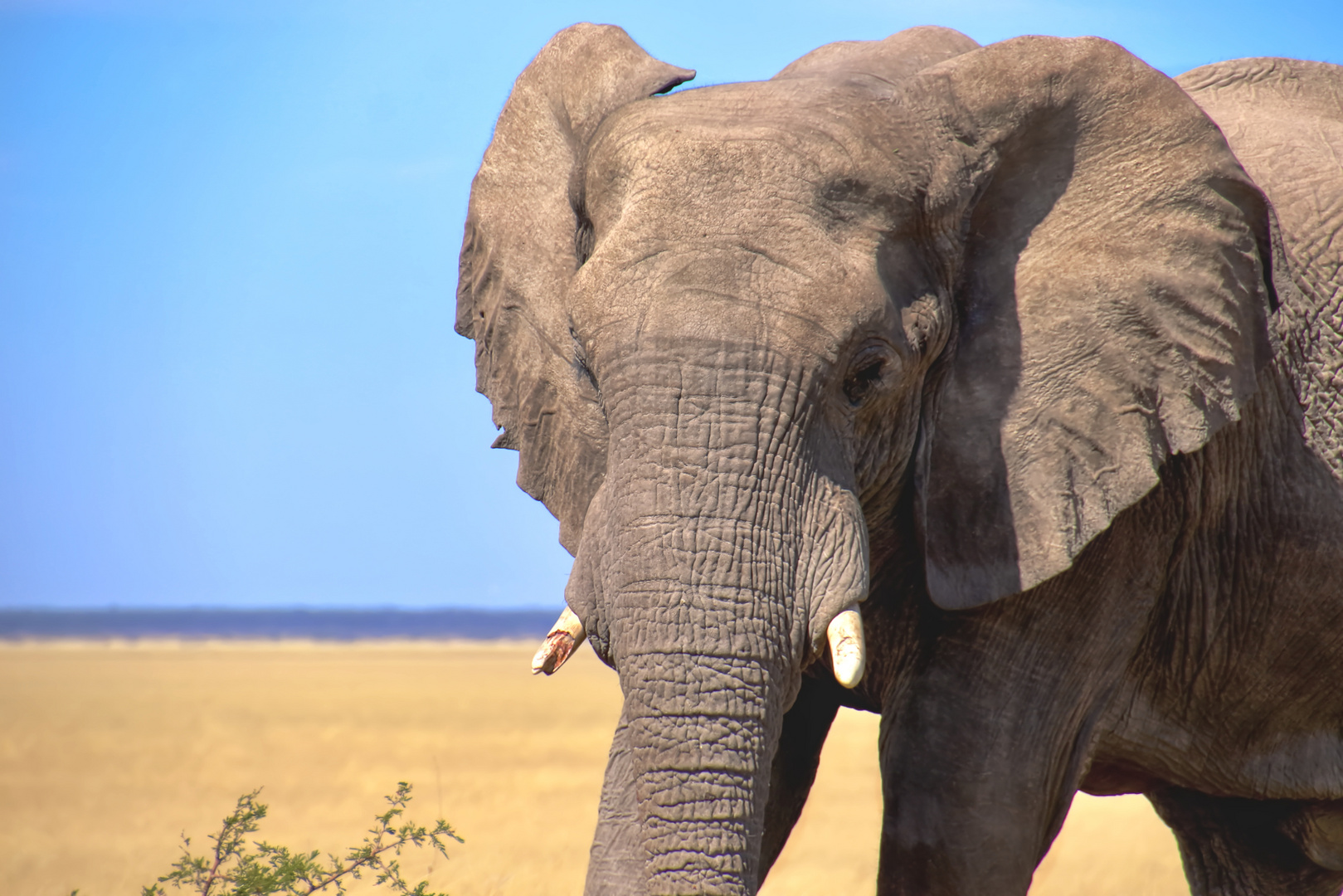 Elefant, Namibia