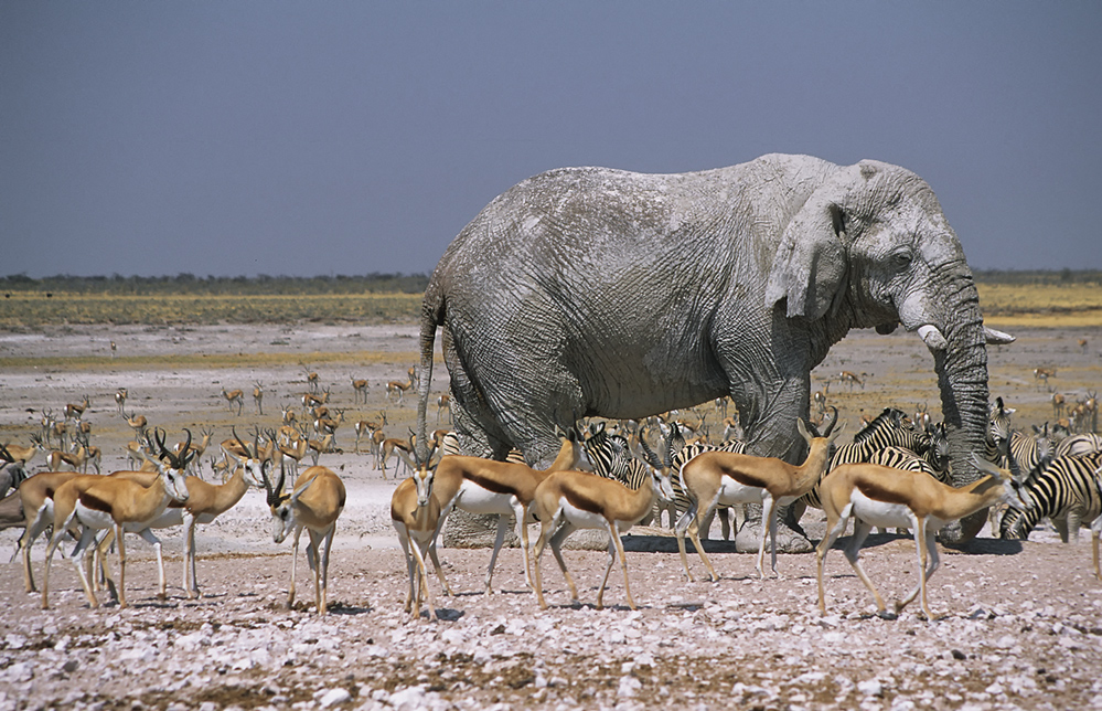 Elefant Namibia