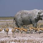 Elefant Namibia