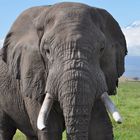 Elefant neben dem Kilimanjaro (Amboseli Nationalpark, Kenia)