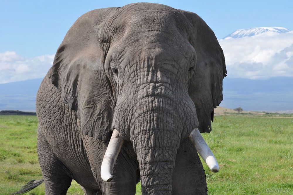 Elefant neben dem Kilimanjaro (Amboseli Nationalpark, Kenia)