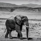 Elefant Ngorongoro Krater