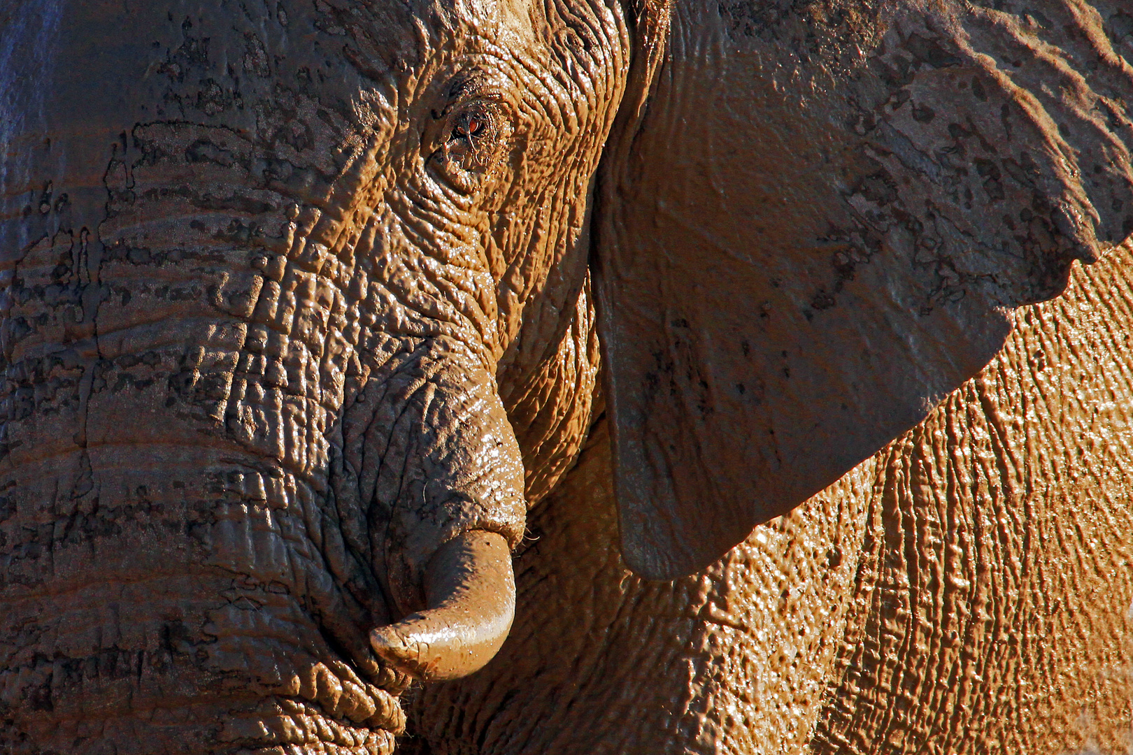 Elefant, Nxai Pan, Botswana