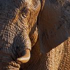 Elefant, Nxai Pan, Botswana