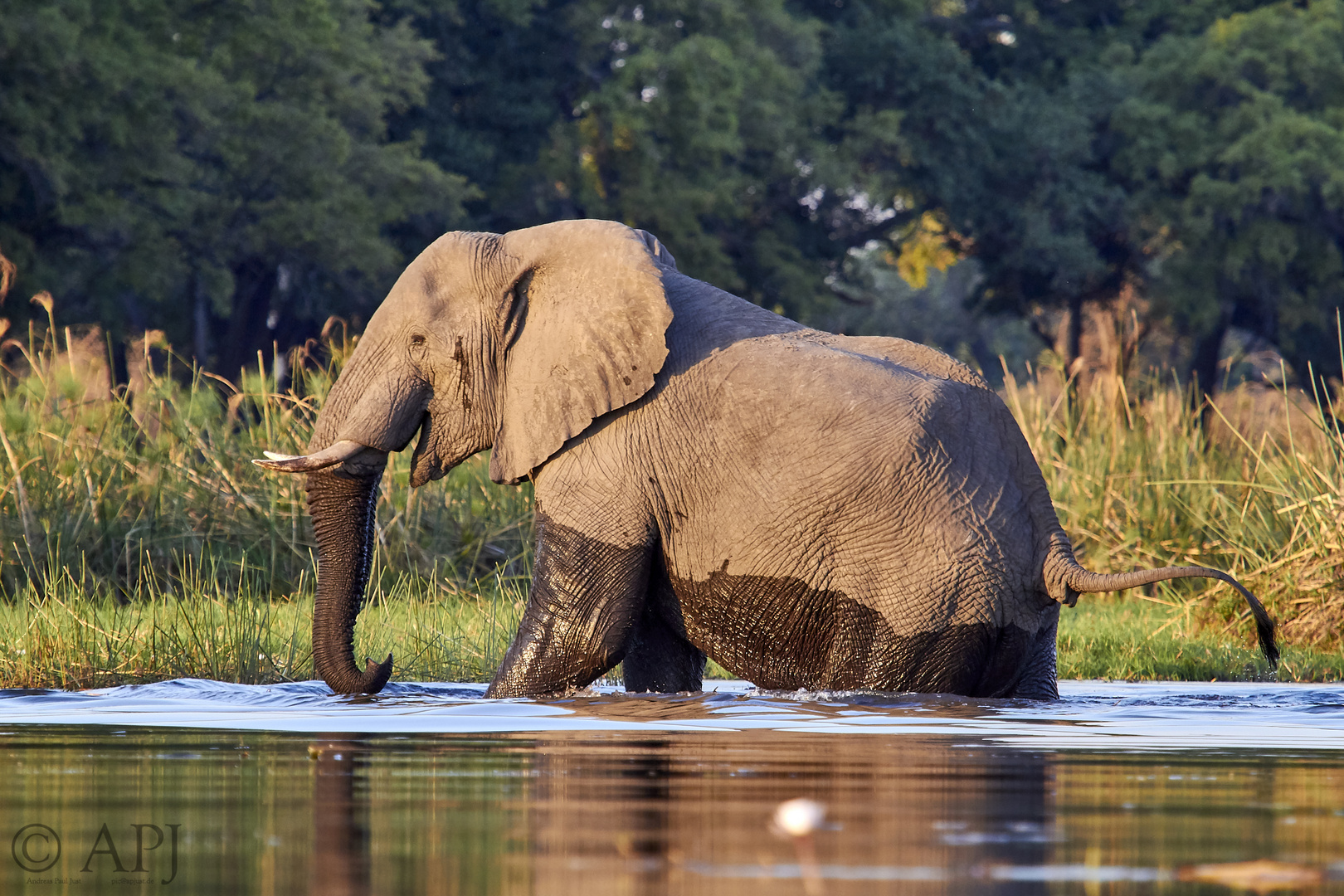 Elefant Okavango Delta