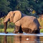 Elefant Okavango Delta