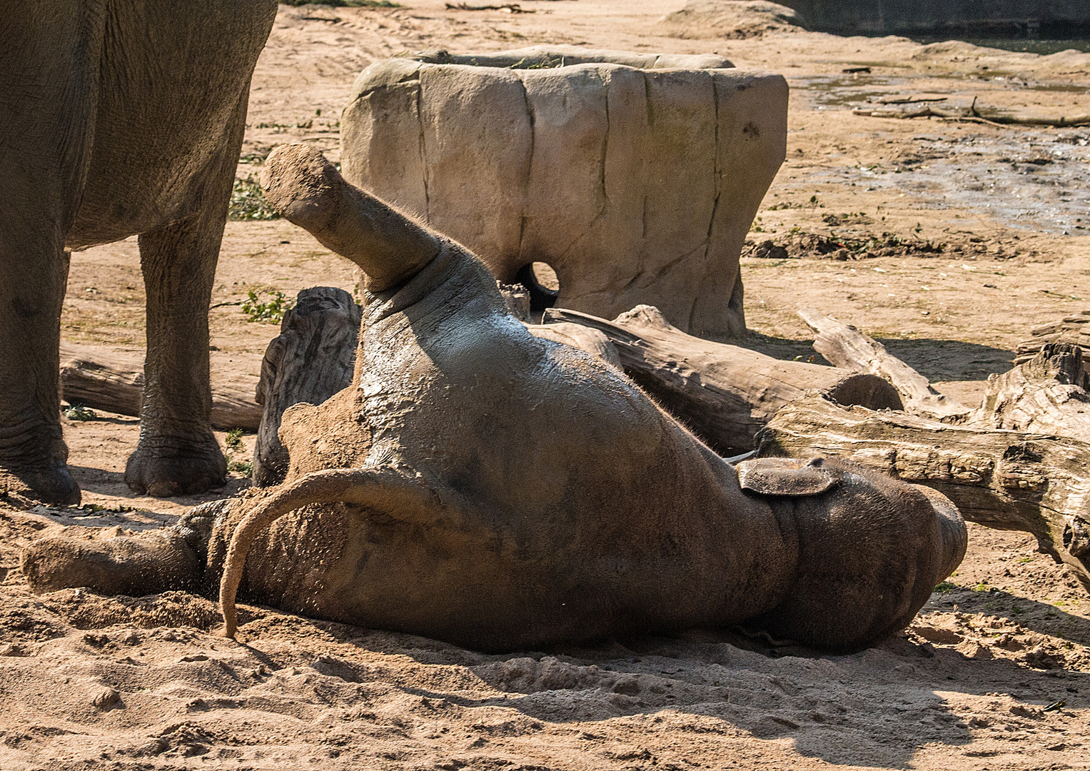 Elefant paniert #3