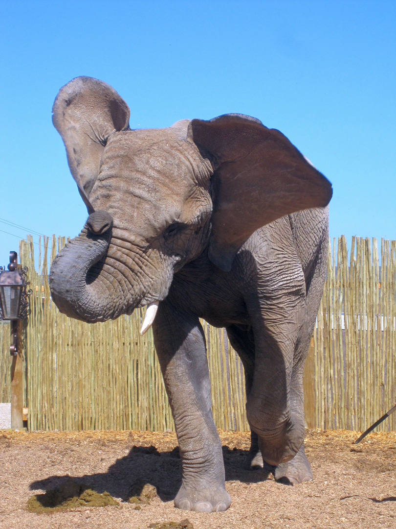 Elefant playing Football