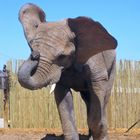 Elefant playing Football