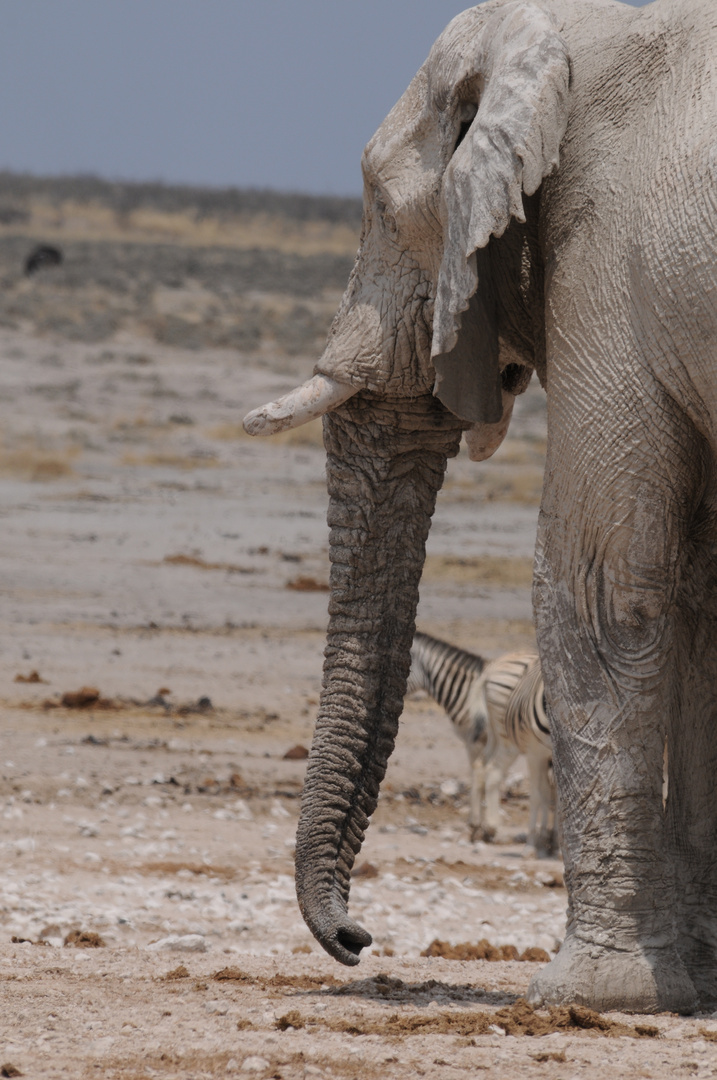 Elefant-Porträt mal aus einer anderen Perspektive