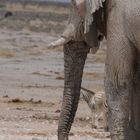 Elefant-Porträt mal aus einer anderen Perspektive