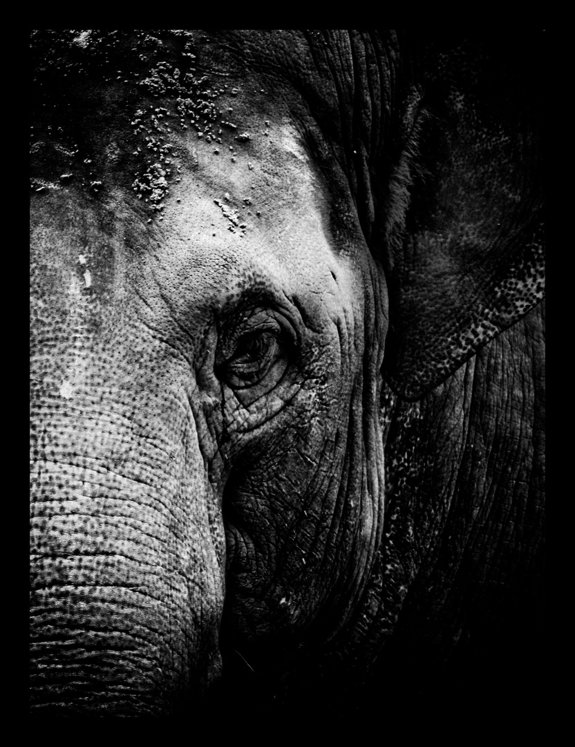 Elefant Portrait