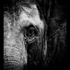 Elefant Portrait