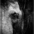 Elefant Portrait