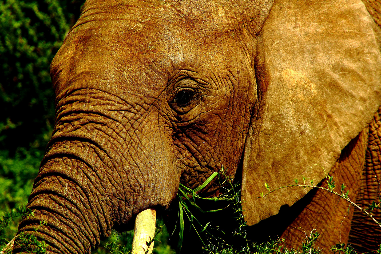 Elefant Portrait