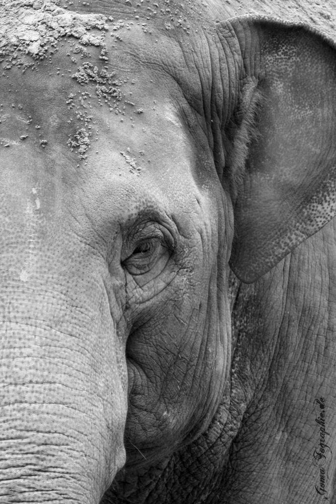 Elefant Portrait (Original)