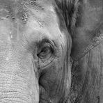 Elefant Portrait (Original)