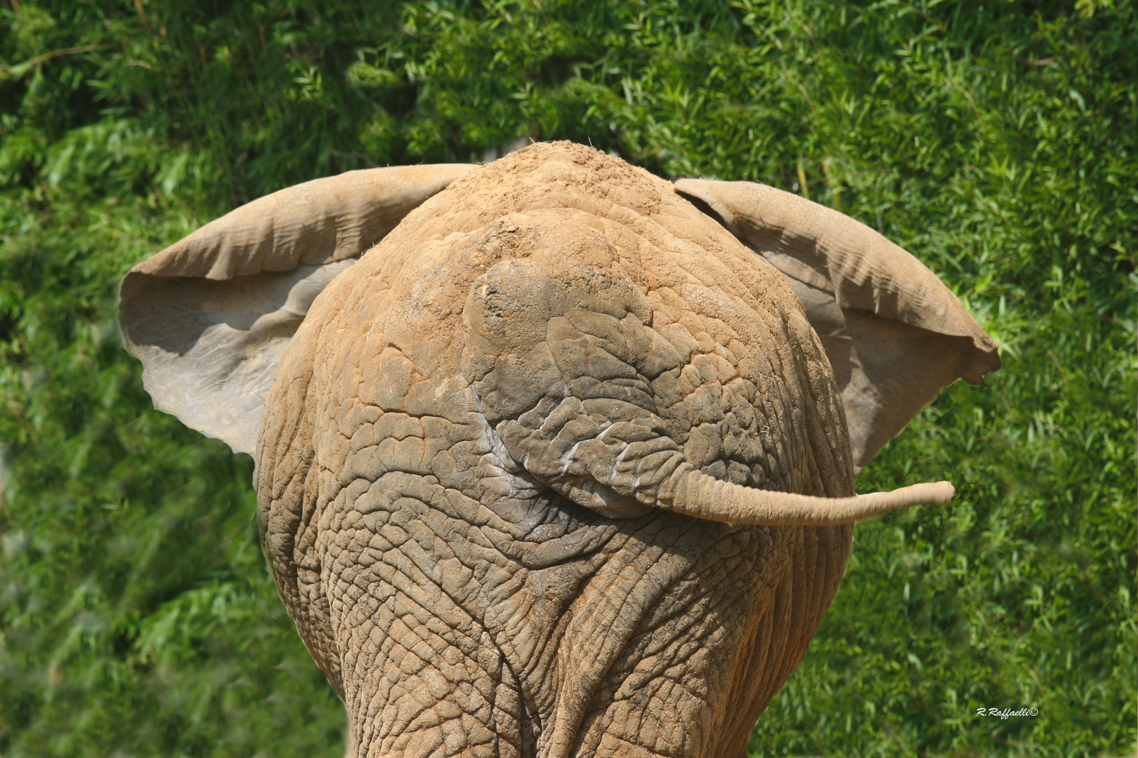 Elefant portrait von hinten !