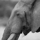 Elefant-Portraits