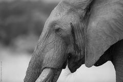 Elefant-Portraits