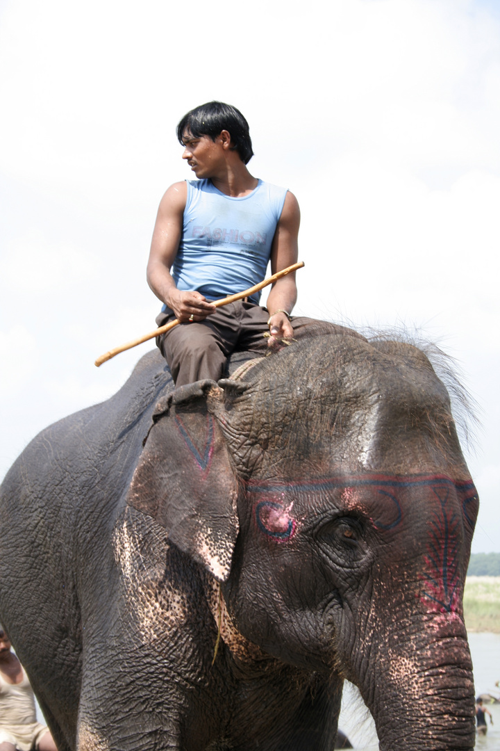 Elefant Rider