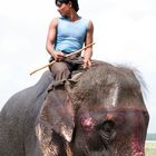 Elefant Rider