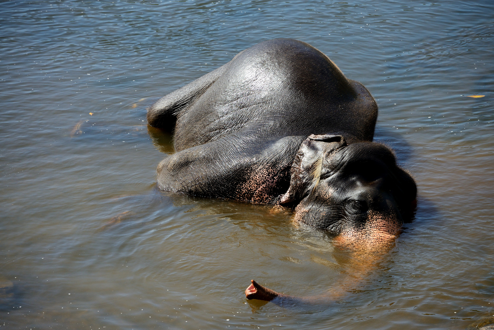 Elefant: Rüssel - Schnorchel