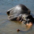 Elefant: Rüssel - Schnorchel