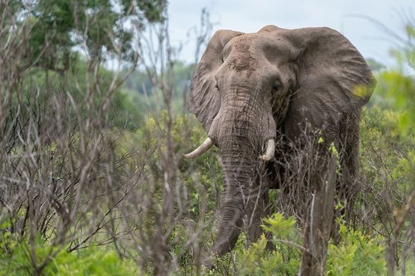 Elefant - Rüsseltier mit Familiensinn