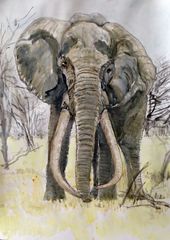 Elefant Satao